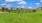 fenced dog park in a field