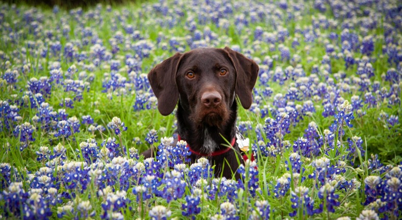 a dog in a field of flowers